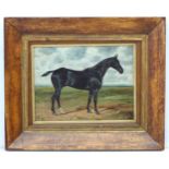 George Paice (1854-1925) Equine School Oil on board 'Saturday 97' portrait of a black horse with