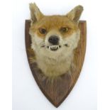 Taxidermy: A mid-20thC European red fox mask, affixed to an oak shield, bearing label verso for A.