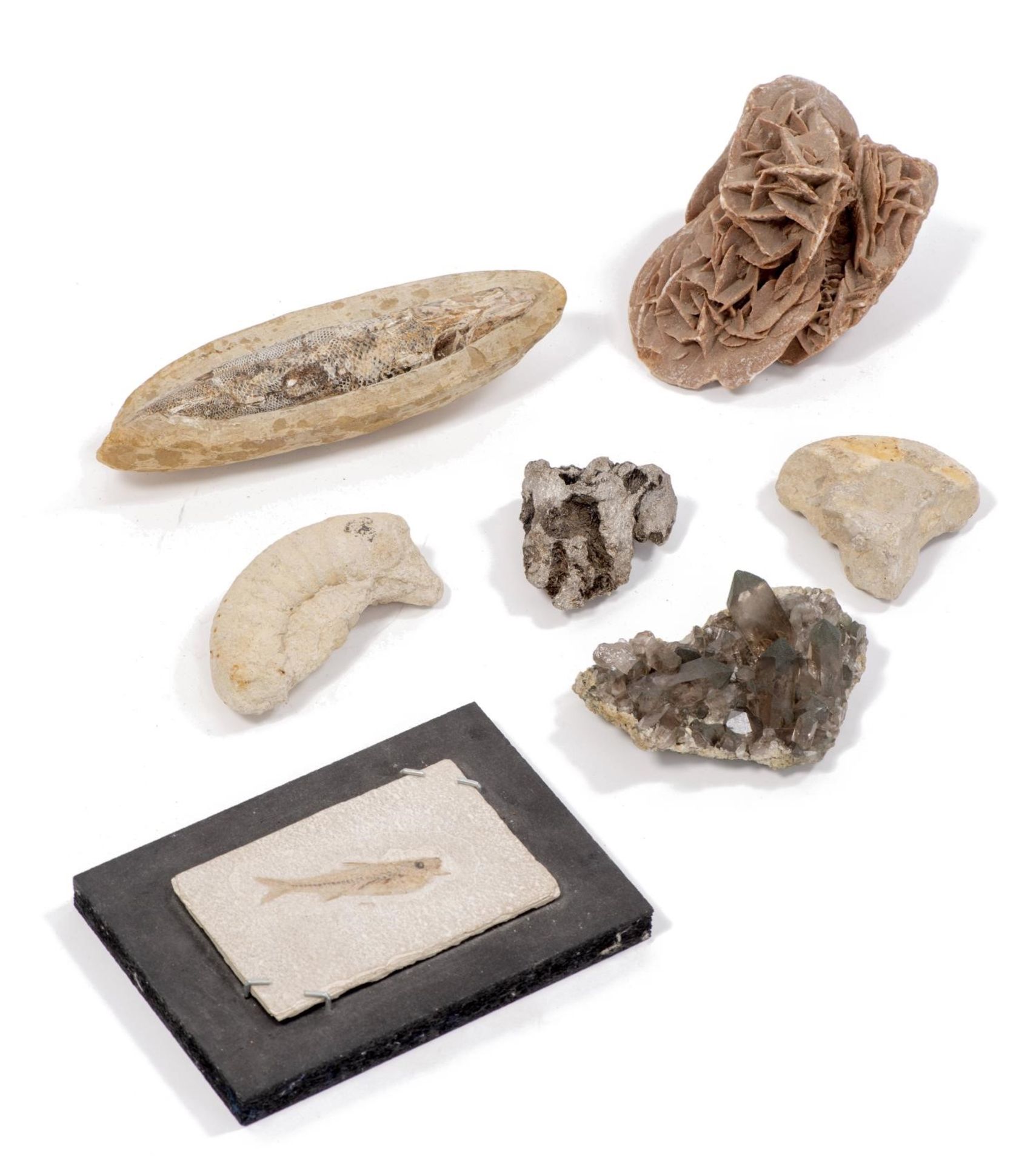 Lot de fossiles et minéraux comprenant: - deux morceaux d'ammonite - une pyrite 8x7 [...]