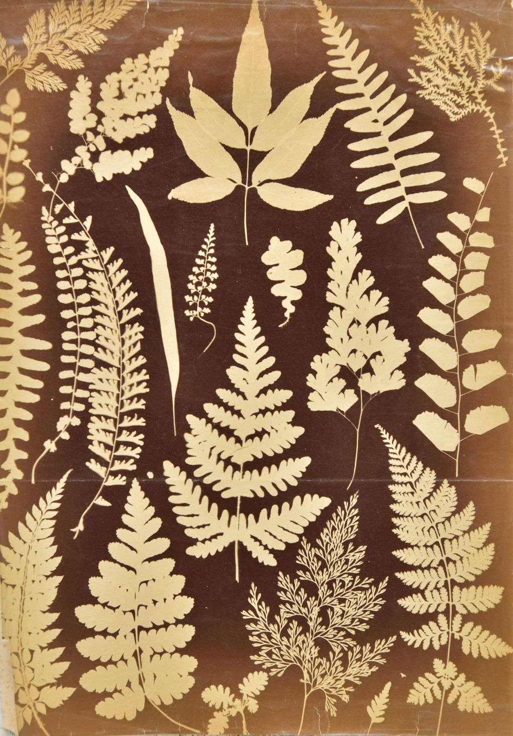 *Photogram of Ferns, England, 1860s, albumen print photograph, 33 x 23.5cm, together with two