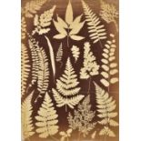 *Photogram of Ferns, England, 1860s, albumen print photograph, 33 x 23.5cm, together with two