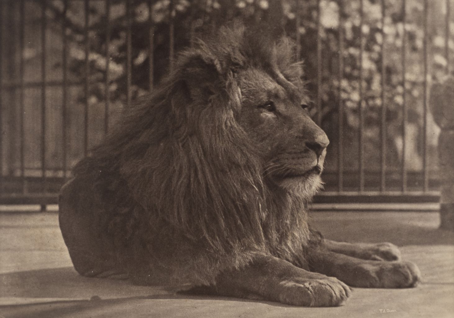 *Dixon (Thomas James, 1857-1943). Lion, London Zoo, 1880s, carbon print photograph, signed in the