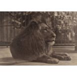 *Dixon (Thomas James, 1857-1943). Lion, London Zoo, 1880s, carbon print photograph, signed in the