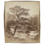 *Llewelyn (John Dillwyn, 1810-1882). River Dulais, Penllegare, 1850s, albumen print from a wet