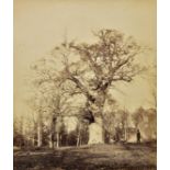 *Sinclair (James, 14th Earl of Caithness, attrib.). Parish boundary oak near Ascot Gate, 1864,