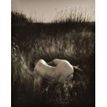 *Nudes. A group of three vintage gelatin silver prints, including a full-length female nude by Josef