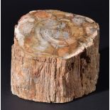 *Large Fossil Wood section, weighing approximately 6kg, 19cm wide From the Triassic Period of