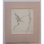 *Lewin (John William, 1770-1819). Finch on a branch, 1827, pencil on wove paper, dated 2nd March