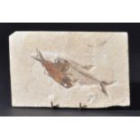 *Fossil fish plaque (Knightia & Diplomystus), Green River Formation, Wyoming, 47 Million Years,