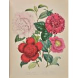 Loudon (Jane Webb). The Ladies' Flower-Garden of Ornamental Greenhouse Plants, 1st edition, 1848, 42