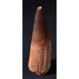 *Spinosaurus Tooth. An exceptional tooth from one of the largest predators to have walked on our