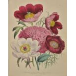 Loudon (Mrs. Jane). The Ladies' Flower Garden: Ornamental Annuals, Ornamental Bulbous Bulbs,