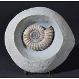 *Fossil Ammonite in Nodule from Lyme Regis. An Androgynoceras which has been prepared in its