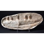 *Mosasaur Jaw, Khourigba, Morocco, 70 Million Years, Late Cretaceous, 56cm wide Mosasaurs were