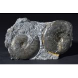 *Ammonite pair set in matrix. Kosmoceras, Wiltshire Gravel Pits 140 Million Years, Upper Jurassic,