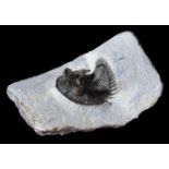 *Erbenochile Erbeni. An extremely rare trilobite species that has very large eye turrets and