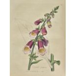 Woodville (William). Medical Botany, Containing Systematic and General Descriptions, With Plates, of