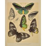 Rippon (Robert H.F.). Icones Ornithopterorum: A Monograph of the Rhopalocerous Genus Ornithoptera,