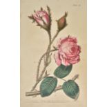 Curtis (William). Lectures on Botany as delivered in the Botanic Garden at Lambeth..., 3 volumes,