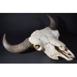 *North American Bison skull, circa 1950s, a good example retaining teeth and with 79cm wide horns (