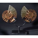 *A fine pair of Cleoniceras Ammonite pair on stand, sliced and polished, Madagascar, 110 Million