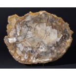 *Large Fossil Wood Slice. weighing approximately 5kg, 35cm wide From the Triassic Period of