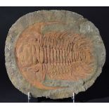 *Paradoxides Trilobite. A very well preserved specimen, preserved in Limonite which gives the orange