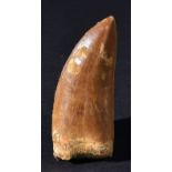 *Tyrannosaurus Tooth. A large and impressive Tooth from the T-rex of North Africa, the species is