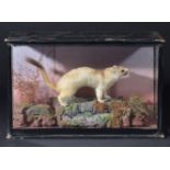 *Taxidermy. An ermine, by Ralph Allder, taxidermist Newbury, early 20th century, an ermine presented