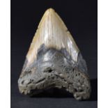 *A large Carcharodon megalodon tooth, South Carolina, 15 Million Years Miocene, 12cm long From the