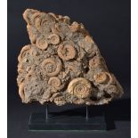 *Dactilioceras Ammonite group presented on stand, Schaffhausen, Bavaria, Germany, 170 Million Years,