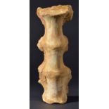 *Dinosaur Tail Section Vertebra. Spinosaurus Aegypticus. This exceptional vertebra is from a fully