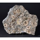 *Ammonite Death Bed, from Lyme Regis coast, UK, a rare death assemblage of Arnioceras ammonites, the