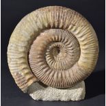 *Stephanoceras Ammonite. This highly ribbed ammonite comes from the Yeovil area of Somerset and is