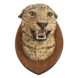 *Leopard. Taxidermy leopard's head, prepared by Theobald Bros, Mysore, South India, with glass