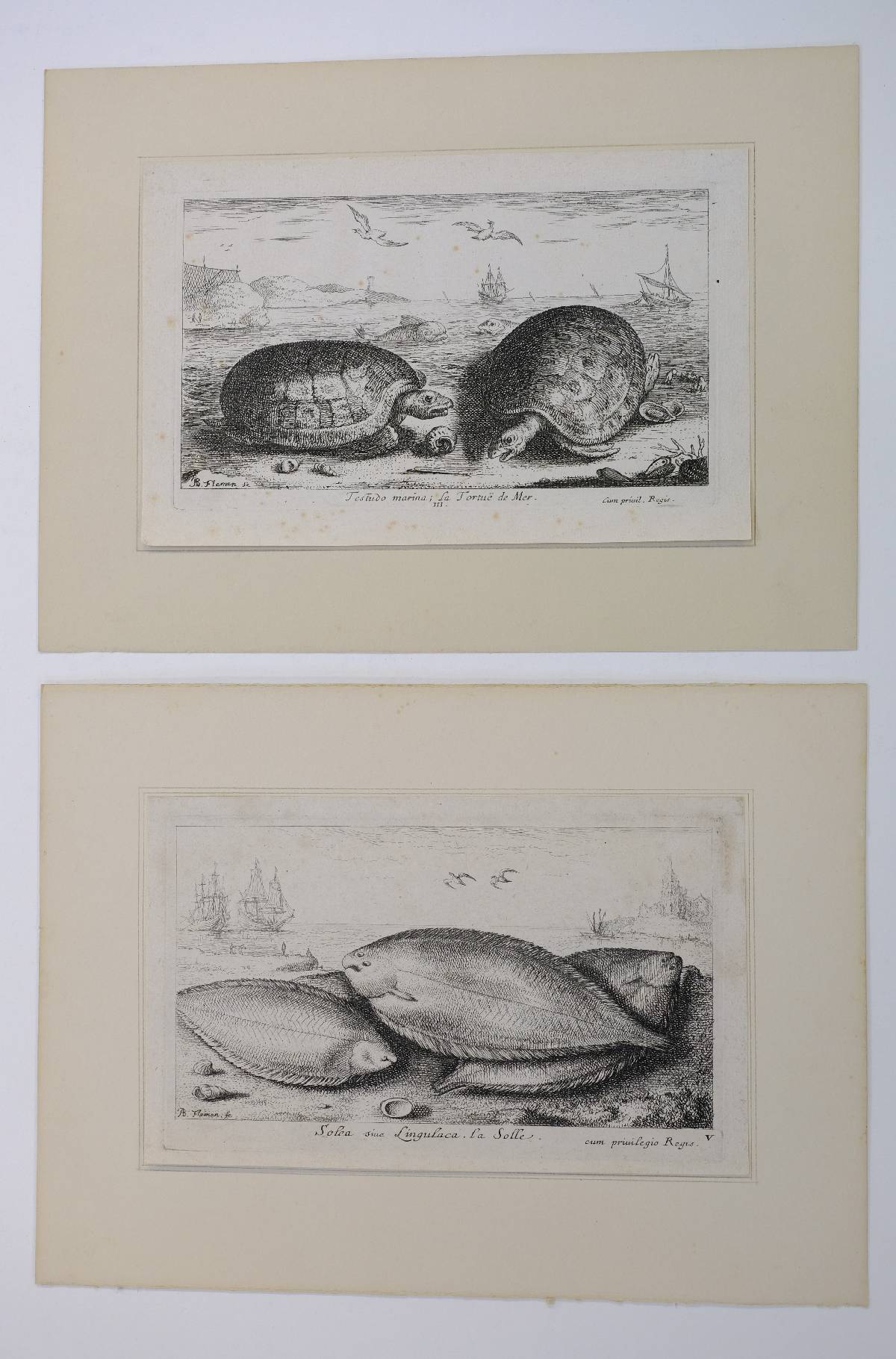 *Flamen (Albert, 1620-1692). Seconde partie de Poissons de Mer, dessignes et graves au naturel, - Image 3 of 6