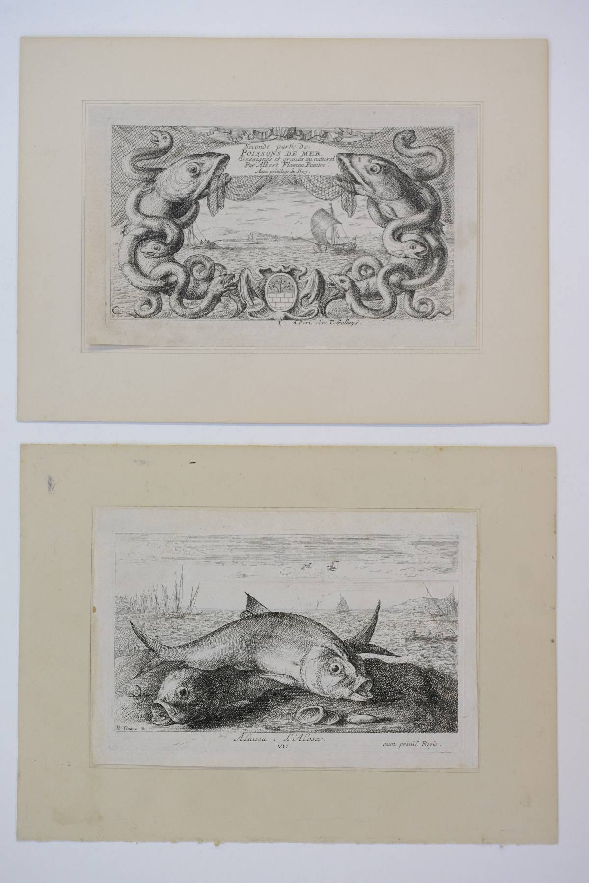 *Flamen (Albert, 1620-1692). Seconde partie de Poissons de Mer, dessignes et graves au naturel, - Image 2 of 6