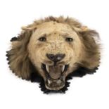 *Lion Head. Victorian taxidermy lion's head by Rowland Ward, with glass eyes and composite moulded
