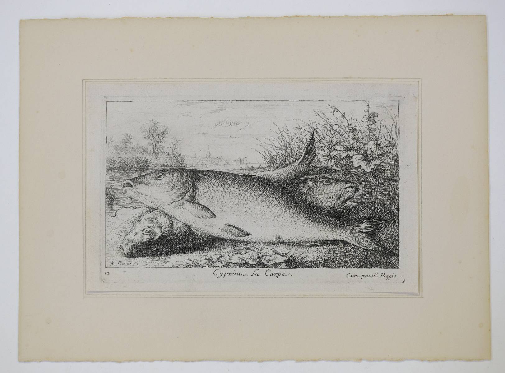 *Flamen (Albert, 1620-1692). Seconde partie de Poissons de Mer, dessignes et graves au naturel, - Image 5 of 6