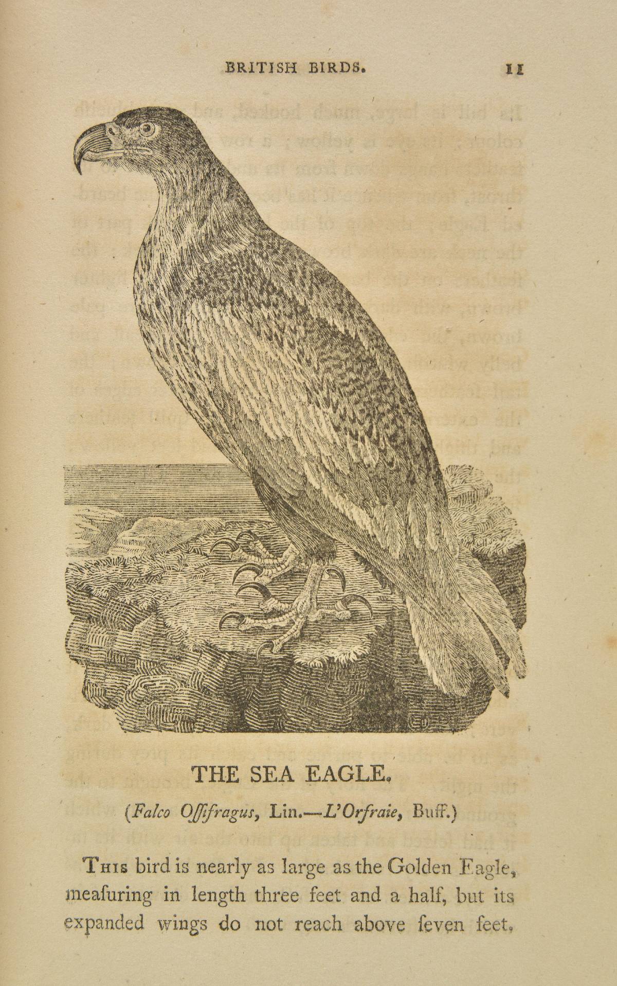 Bewick (Thomas). History of British Birds, 2 volumes in 1, 1st editions, Newcastle: by Sol. Hodgson,