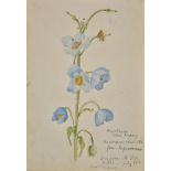 Blunt (Sybil Allan, 1880-1952). Album of floral watercolours, Kashmir, 1912, 37 varicoloured card