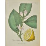 Woodville (William). Medical Botany, Containing Systematic and General Descriptions, with Plates, of