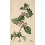 Sowerby (James). English Botany; or, Coloured Figures of British Plants, with their Essential