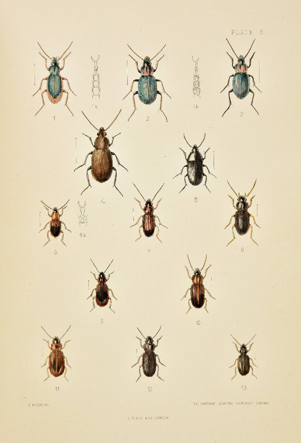 Fowler (W.W.). The Coleoptera of the British Islands, 6 volumes including Supplement (with Horace