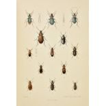 Fowler (W.W.). The Coleoptera of the British Islands, 6 volumes including Supplement (with Horace