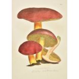 Sowerby (James). Coloured Figures of English Fungi or Mushrooms, 3 volumes [without Supplement], 1st