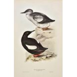 *Gould (John and Richter H.C. & Wolf J.). Razor-Bill Auk, Stercorarius parasiticus, Stercorarius