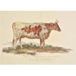 *Cattle. Garrard (George), Nine prints originally published in 'A Description of the Different