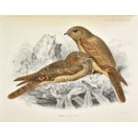 Finsch (Otto). On a Collection of Birds from North-Eastern Abyssinia and the Bogos Country, with