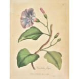 Woodville (William). Medical Botany, Containing Systematic and General Descriptions, with Plates, of